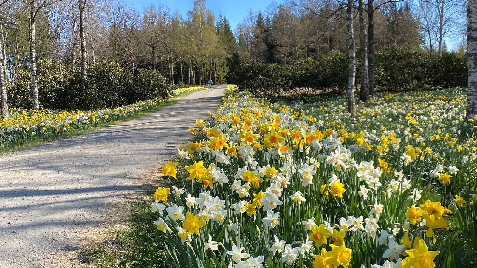 Fager�s p�skliljor